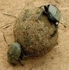 dung beetles.jpg