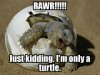 im-only-a-turtle.jpg